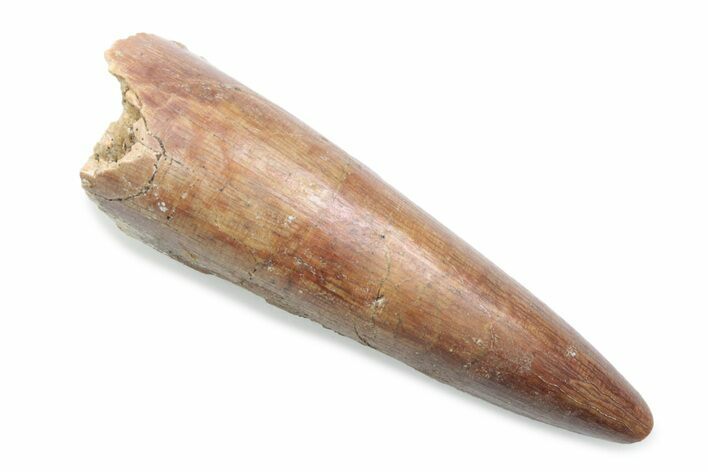 Fossil Spinosaurus Tooth - Real Dinosaur Tooth #370548